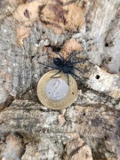 Phormictopus atrichomatus L1 ptasznik