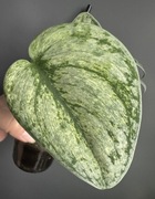 Scindapsus Exotica Hologram - pędówka