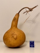 Tykwa zdrewniały owoc Tykwy O:54,5cm / W:26,5cm