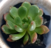 Graptoveria Bashful, rumiany sukulent, GRATIS 262