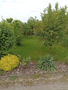 Ogród działkowy ROD Trzy Róże