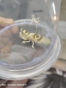 Pseudocreobotra Wahlbergii modliszka motyl