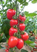 Nasiona pomidora RED HEART - 5 nasion