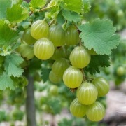 Agrest biały sadzonki 5szt do ogródka WYSYŁKA