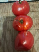 Nasiona pomidor Herodes min. 10szt.