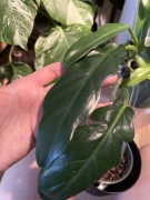 Philodendron ELEGANS