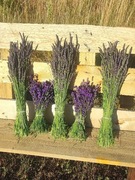 Świeże bukiety lawendy Hidcote Blue oraz Grosso 