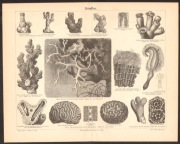 KORALOWCE litografia z 1888 r ORYGINAŁ