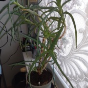 Aloes drzewiasty duży