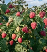 Świeże maliny - cena 30 zł/kg