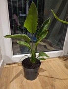 Strelicja krolewska 