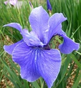 Irys syberyjski 'Jaybird' Iris sibirica