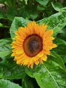 Słonecznik ozdobny na kwiat cięty