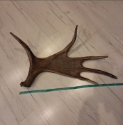 Poroże łosia łopata