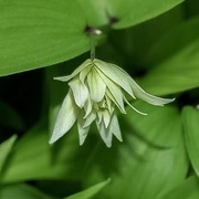 Parnik / Disporum smilacinum Flore Pleno