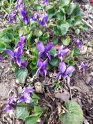 Fiołki Byliny kopana z gruntu