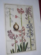 Kwiaty  reprint XIX w. grafik do aranżacji wnętrza