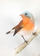 Obrazek akwarela ptak rudzik