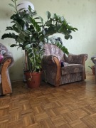 Roślina Zamiokulkas 