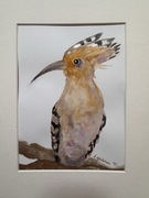 Dudek , akwarela na papierze m