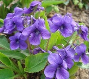 Fiołek motylkowy 'Freckles' (Viola sororia) 10n  
