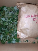 Suszone liście glistnik 50 gram