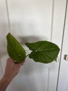 Syngonium steyermarkii zroslicha kolekcjonerska rzadki okaz