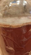 Kombucha grzybek scoby herbata fermentowana