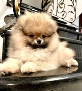 Szpic miniaturowy Pomeranian 