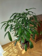 Rapis wyniosły, Rhapis excelsa, Palma biczowa 135 cm