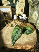 Scindapsus silver cloud aurea bakunawa variegata kolekcjonerski scyndapsus