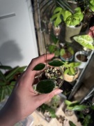 hoya piestolepis | sadzonka rosnąca