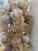 Czosnek Harnaś zimowy świeży Aromatyczny 