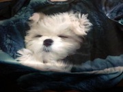 Bluza 3D XL 35% bawełna  Nowa bez etykiety