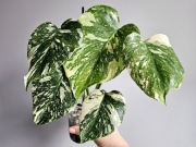 Monstera Thai Mutation ukorzeniony DÓŁ z nowym szczytem w hydroponice