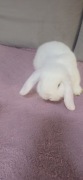 Króliczki mini lop