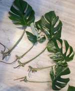 Monstera variegata marmurkowa 