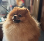 Szpic miniaturowy FCI Reproduktor