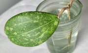 Hoya Wibergiae. Sadzonka ukorzeniona.