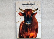 Malta 2 euro 2025 Wół Maltański