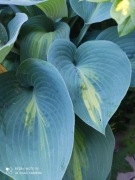 Funkia ( hosta) Grand Marque