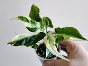 Syngonium T25 w gruzie hydroponika 