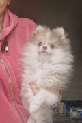 Szpic miniaturowy sliczne Pomeranian blue eyes 