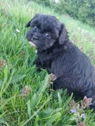 Shihpoo suczka ,pudel miniatura red, shihtzu tricolor 