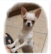 Chihuahua,Cziłała odchowany biały piesek