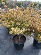 Duży Klon palmowy Little Princess w donicy 10 litrów 