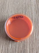 Mała Arena Gniazdo o Średnicy 6cm Hodowla Mrówek MRÓFKA