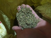 Susz cannabis sativa frakcja 2mm 2kg CBD CBG