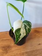 Piękna Monstera Variegata Deliciosa 3 liście -  ukorzeniona 