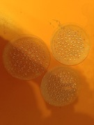 3 talerze asteroid Ząbkowice PRL